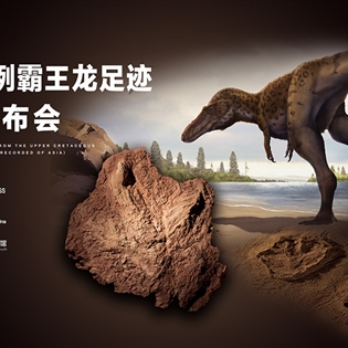 亞洲首例霸王龍足跡新聞發(fā)布會(huì)媒體報(bào)道